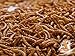 Chubby Mealworms 3Lb Tub Bulk Dried Mealworms for Chickens, Birds, Ducks and Much More