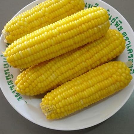 Amazon Com 30pcs Corn Seeds Organic Easy Grow Vegetable Crop