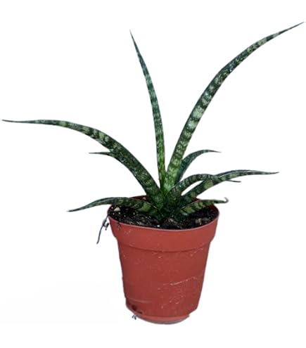 Amazon.com : Sansevieria Fernwood Mikado Live Indoor Plant in 5 in.  Chalkboard Pot (I be-Leaf in You!) : Patio, Lawn & Garden