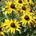 Outsidepride Rudbeckia Hirta Black-Eyed Susan Flower Seeds - 5000 Seeds primary