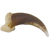Skulls Unlimited Real Coyote Claw &ndash; Model Animals Educational Specimen for Science Education Single Claw