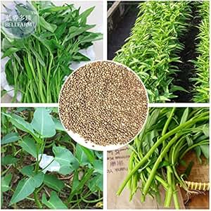 Amazon.com: Venta caliente 2018. Maslin Thai Water Spinach ...