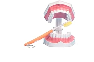 Large Dental Teeth Model,YOUYA DENTAL Teaching Study Brushing Tooth Model Tools with Toothbrush & Removable Lower Teeth for Kids Oral Care Teaching