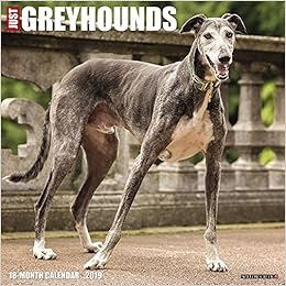 greyhound intelligence