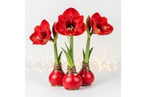 CZ GRAIN Three Red Waxed Amaryllis Bulbs – Christmas Office Gift Exchange Idea - Favorite Things Party - No Watering or Soil Needed - Live Holiday Gift Plant - Festive, Easy Care (3 Bulbs)