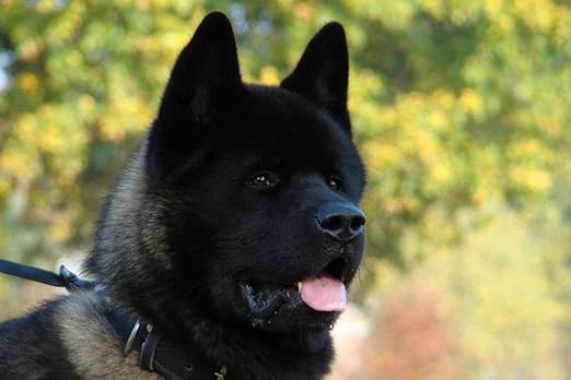 black akita