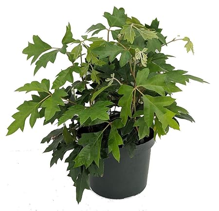 Bhajanlal Greenery Best Air Purifier Indoor Plants for Home with Pot - Grape Ivy Plant