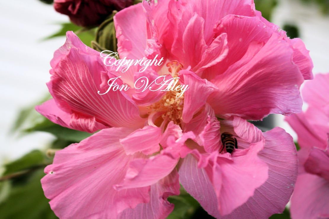 Confederate Rose 20 Seeds Hibiscus mutabilis Flower Tree Bright Double Pink Flowers Deck Garden Potted Plant Fast Grower