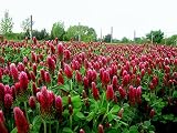 SeedRanch Nitro Coated and Inoculated Crimson Clover Seed, 5 Pounds
