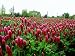 SeedRanch Nitro Coated and Inoculated Crimson Clover Seed, 5 Pounds