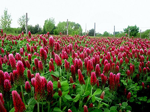 SeedRanch Nitro Coated and Inoculated Crimson Clover Seed, 5 Pounds