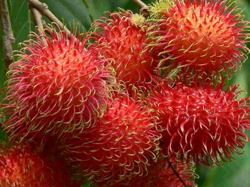 Big Rambutan (Nephelium Lappaceum) 10 Seeds