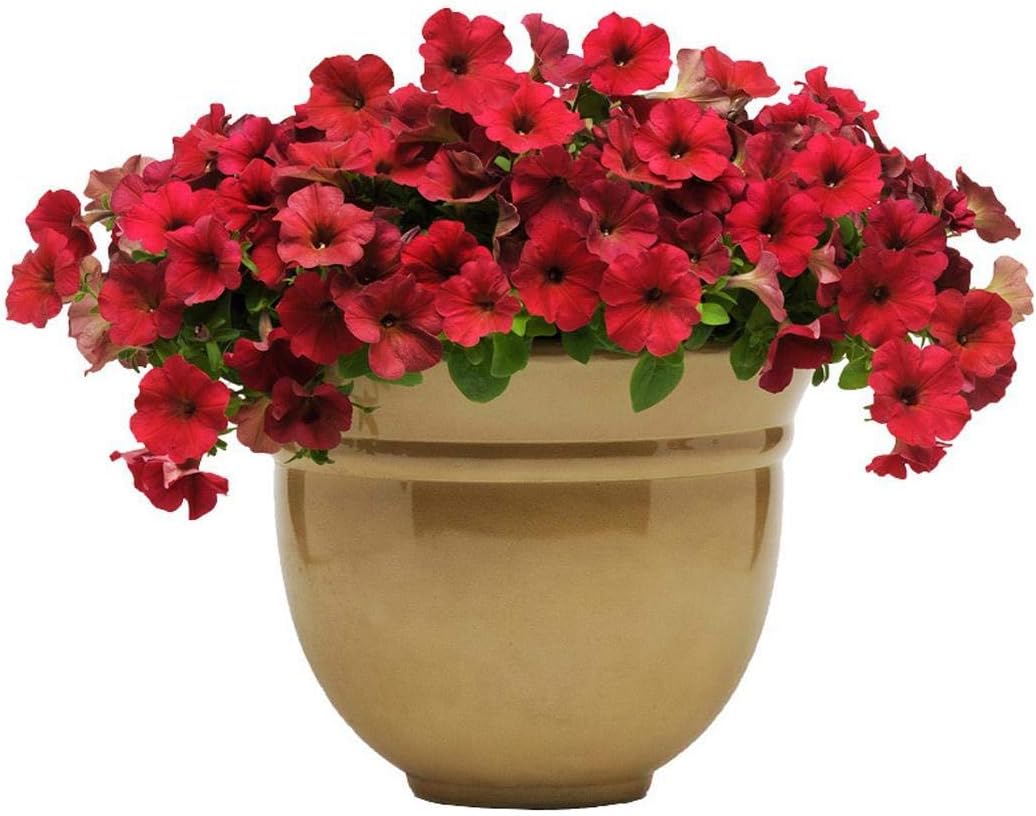 Петуния Вейв Кармин Велюр Купить Семена Почтой