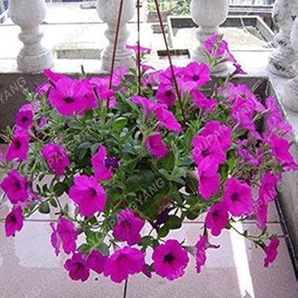 Amazon Co Jp スワンズグリーンイエロー ペッチニア種子バルコニー鉢植えペチュニア花種子100個稀少ペチュニア種子盆栽花モーニンググローリー種子イエロー ホーム キッチン