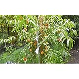 (5 in 1) PEACH Cocktail TREE - 5 different peaches on one plant (COCKTAIL Peach PLANT) Belle of Georgia,June gold, RED Haven, Hale haven, Elberta .
