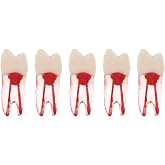 5Pcs Dental Root Canal Pulp Cavity Teeth Model Endodontic Practice RCT Typodont M8007 11# 14# 16# 21# 33# 34# 35# 36# 44# 45# Practicing Study Teach (5Pcs-M8007-14#)