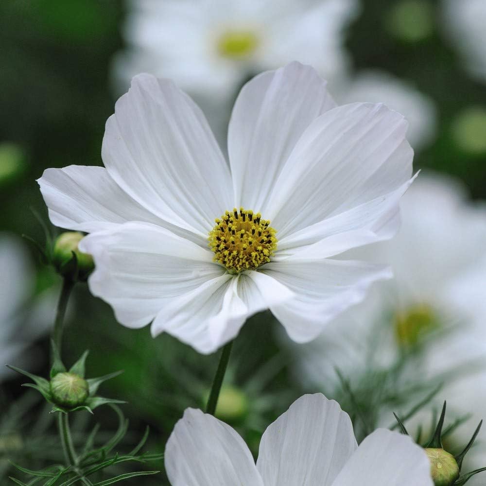 Thompson & Morgan - Flowers - Cosmos Purity - 100 Seed, White
