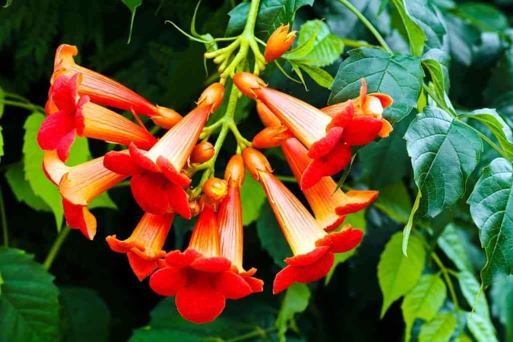 1 Trumpet Vine - TYK Plant- -Campsis radicans-1-2 feet Tall