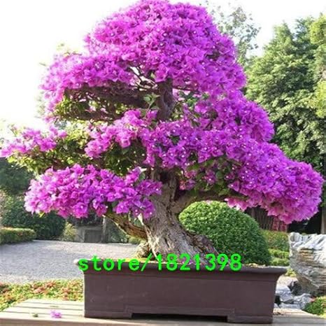Amazon 2 熱い販売9種類の色ブーゲンビリアspectabilisは多年生の盆栽植物の花ブーゲンビリアの種100個を選択することができます 花