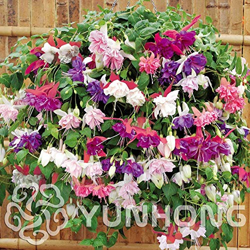 100pcs/bag Fuchsia Seeds, Fuchsia Flowers,Lantern Flower, Begonia Flower,Seeds Flower Seeds, Plant for Home Garden