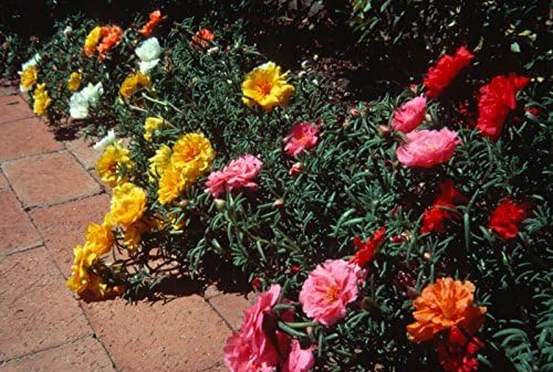 20,000 Double Mix Moss Rose Portulaca Grandiflora Seeds Heat Resistant 2.83 Gram