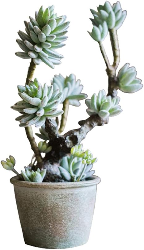 Amazon 彫像 人工多肉植物飾り 家やオフィスの装飾のための現実的なフェイク植物 アート彫刻 人工観葉植物 オンライン通販