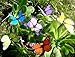 Butterfly Garden Ornaments & Patio Stakes Butterflies Plant Picks 12 Pcs Set