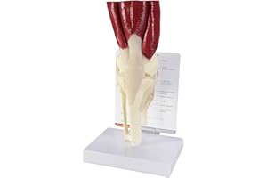GPI Anatomicals - Muscled Knee Model, Right Knee Joint with Muscles Model for Human Anatomy and Physiology Education, Anatomy Model for Doctor's Office and Classrooms, Medical Learning Resources