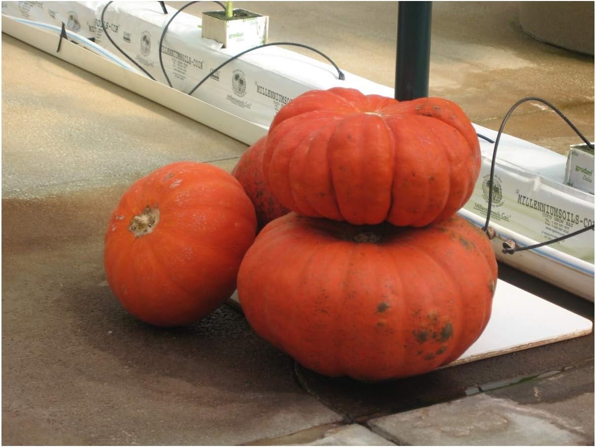 PREMIER SEEDS DIRECT - Squash/Pumpkin - Rouge VIF D’ETAMPES - 40 Seeds, Red