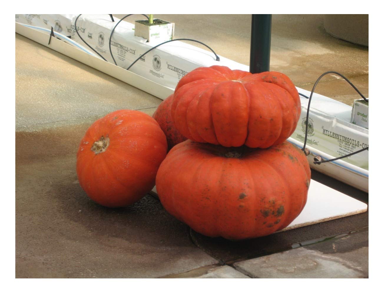 PREMIER SEEDS DIRECT - Squash/Pumpkin - Rouge VIF D’ETAMPES - 40 Seeds