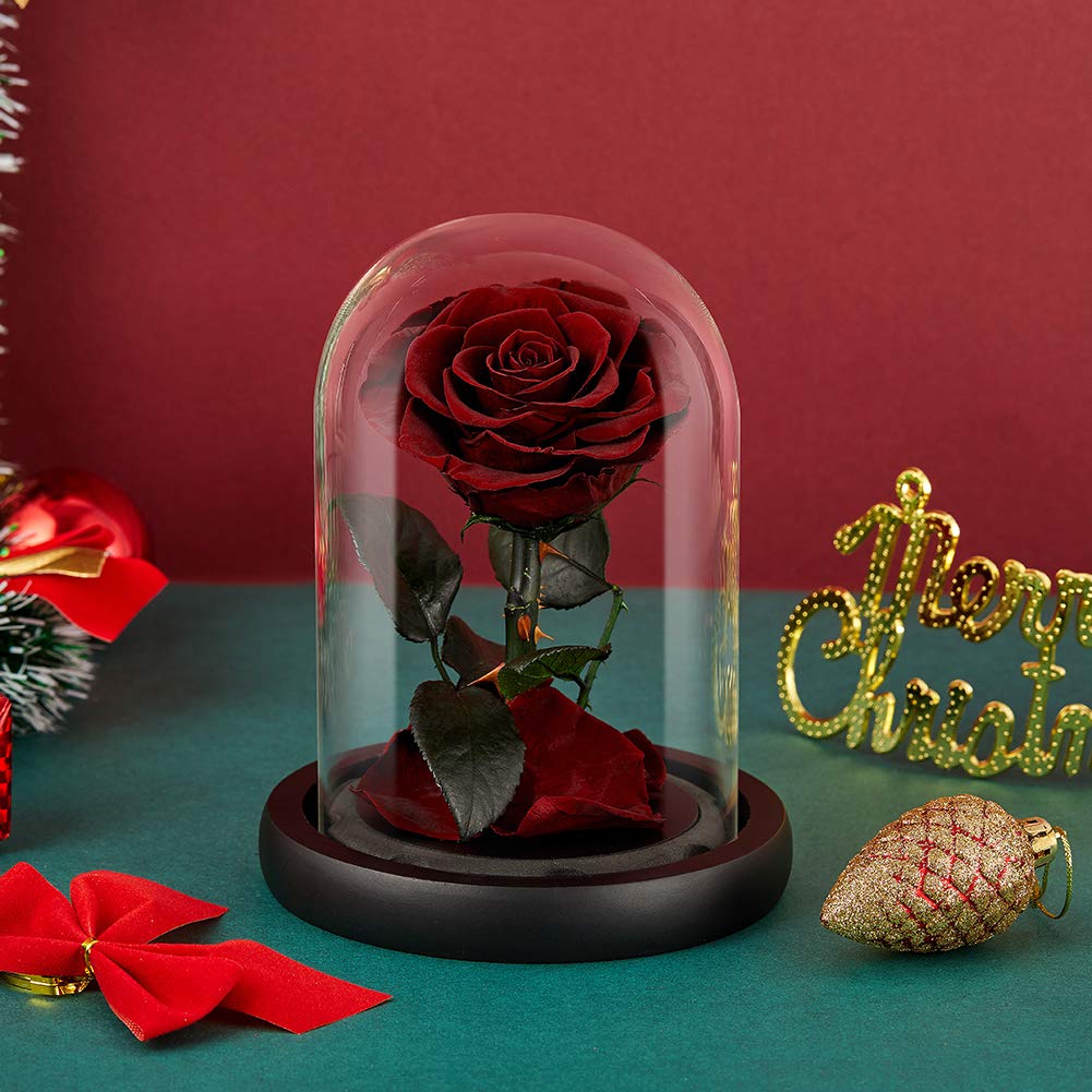puto Preserved Real Rose Eternal Rose in Glass Dome Gift for Her Thanksgiving Christmas Valentine's Day Birthday Mother's Day (Burgundy, Small)