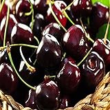 BLACK CHERRY FRAGRANCE OIL - 2 OZ - FOR CANDLE & SOAP MAKING BY VIRGINIA CANDLE SUPPLY - FREE S&H IN USA