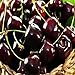 BLACK CHERRY FRAGRANCE OIL - 2 OZ - FOR CANDLE & SOAP MAKING BY VIRGINIA CANDLE SUPPLY - FREE S&H IN USA