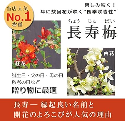 Amazon 年に数回可憐な花が楽しめます 紅長寿梅 べにちょうじゅばい の盆栽 くらま鉢 化粧砂の色 富士砂 観葉植物 オンライン通販