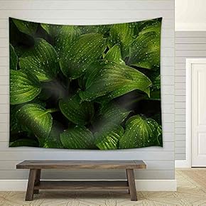 Green Leaves of Hosta with Rain Drops on Flower Bed in The Garden - Fabric Wall Tapestry Home Decor - 51x60 inches