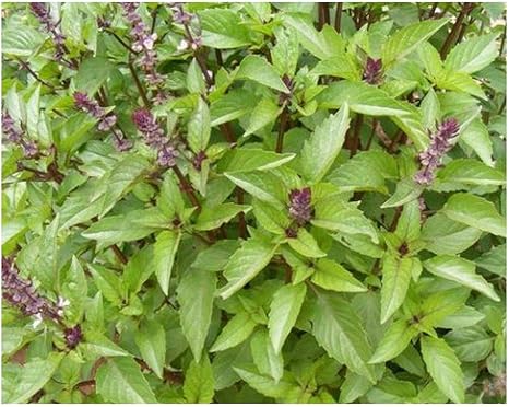 Amazon Co Jp Ocimumのbasilicumのvar シナモン バジルスウィート シナモン Seedsplant ホーム キッチン