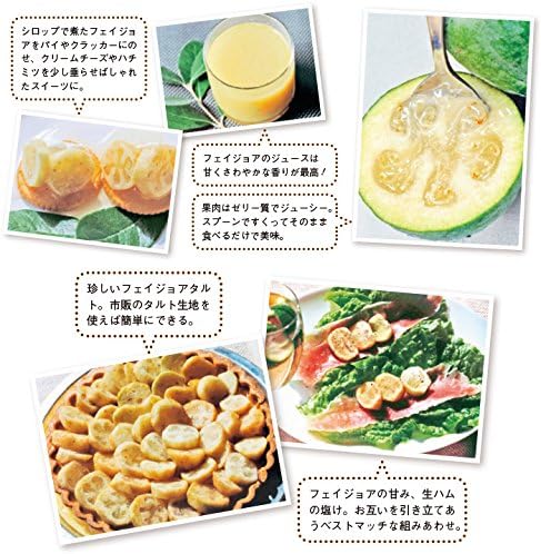 Amazon フェイジョアの苗木 マンモス 果物