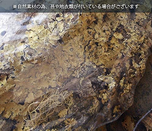 Amazon Co Jp バージンコルク1個 小 サイズのバラつきあります Diy 工具 ガーデン Amazon Co Jp バージンコルク1個 小 サイズのバラつきあります Diy 工具 ガーデン