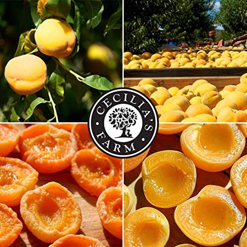 Cecilia's Farm Apricot Fruit Leathers (Pack of 36) 0.65oz (18g