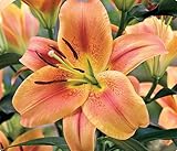 Giant Hybrid Lily Montego Bay 2 Bulbs 16/18 cm - Burnt Orange