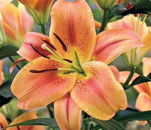Giant Hybrid Lily Montego Bay 2 Bulbs 16/18 cm - Burnt Orange Giant Hybrid Lily Montego Bay 2 Bulbs 16/18 cm - Burnt Orange