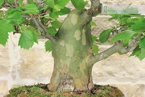 London Plane Bonsai Tree (18): Amazon.co.uk: Garden & Outdoors London Plane Bonsai Tree (18): Amazon.co.uk: Garden & Outdoors