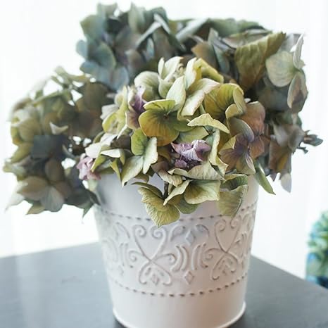 Amazon Co Jp あじさい アナベル ドライフラワー セット 群馬 黒保根 ドライフラワー アイアンバケツセット 01 ドライフラワー 国産 材料 素材 リース 手作り ナチュラル インテリア Diy 工具 ガーデン