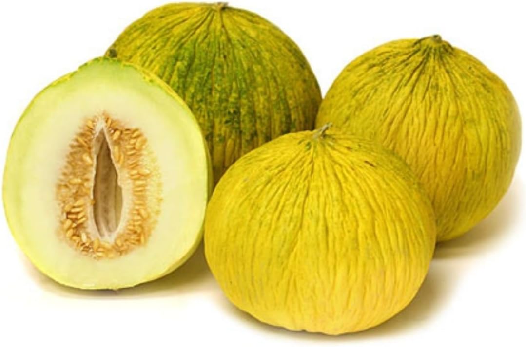 Rare Casaba Melon "GOLDEN BEAUTY" SWEET Fruit Seeds (12