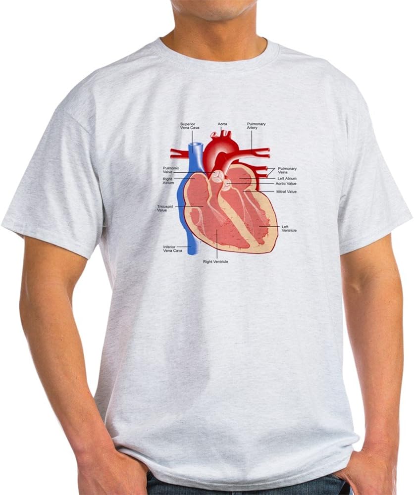 CafePress Human Heart Anatomy 100 Cotton TShirt Amazon.co.uk