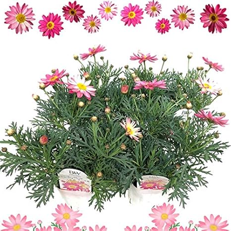 Amazon Co Jp 毎年楽しめる宿根多年草 マーガレット苗 4個セット 花色が変わる マーガレット 寒さに強い 3 5号ポット 園芸 ガーデニング 寄せ植え 鉢植え おうち時間 花瓶 挿してみよう 人気 植物 誕生日 記念日 プレゼント 贈り物 花色変わるマーガレット 4ポット