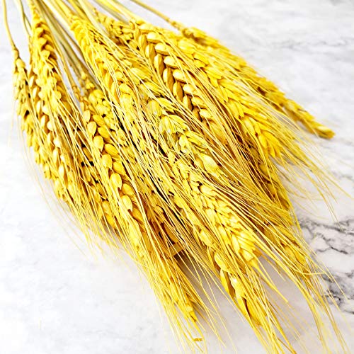 Beau Jour Natural Dried Wheat Sheaves 100 Stems for Autumn Arrangements DIY Home Decor (Gold)