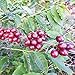 Unleashed Coffee 2LB Catucai Yellow Sun-dried Natural Green Coffee From Brazil High Elevation