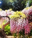 Bicolor Pink Wisteria Seeds 40 Seeds Upc 650327337107