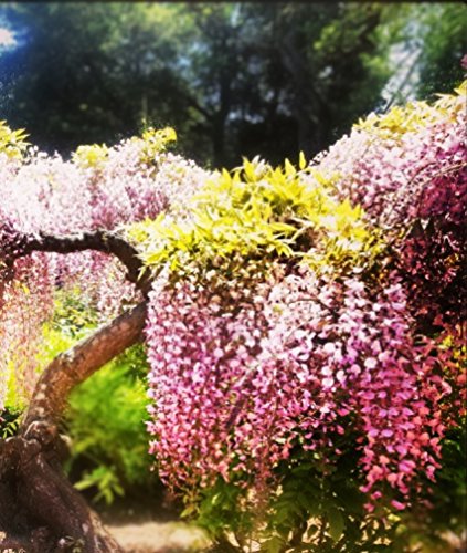 Bicolor Pink Wisteria Seeds 40 Seeds Upc 650327337107